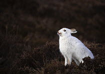 Mountain hare (Lepus timidus) in winter coat, licking its nose, Cairngorms National Park, Scotland, UK. March.