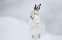 Mountain hare (Lepus timidus) in winter coat, licking its nose, Cairngorms National Park, Scotland, UK. February.