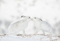 Mountain hares (Lepus timidus) pair in winter coat, touching noses in snow, Cairngorms National Park, Scotland, UK. February.