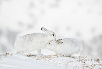 Mountain hares (Lepus timidus) pair in winter coat, nuzzling in snow, Cairngorms National Park, Scotland, UK. February.