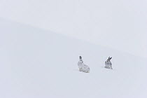 Two Mountain hares (Lepus timidus) sitting on a snow slope high in the mountains. The one on left in winter coat, the other hare is darker and predominantly in summer coat. Cairngorms National Park, S...