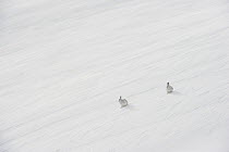 Two Mountain hares (Lepus timidus) in winter coat, sitting on a snow slope high in the mountains, Cairngorms National Park, Scotland, UK. March.