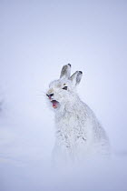 Mountain hare (Lepus timidus) in winter coat, yawning after waking up, Cairngorms National Park, Scotland, UK. February.