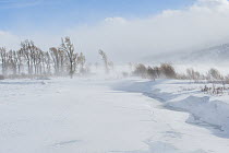 Willows (Salix sp.) and Cottonwood trees (Populus sp.) along a mostly frozen Lamar River during a blizzard, Yellowstone National Park, Wyoming, USA. February.