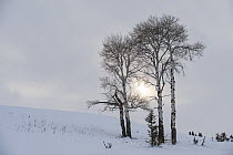 Aspen (Populus sp.) trees standing on a hillside in snow, backlit by sun breaking through clouds, Lamar Valley, Yellowstone National Park, Wyoming, USA. February.