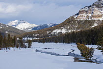 A conifer leaning over Soda Butte Creek in winter with Abiathar Peak and Amphitheater Mountain in the background,  Round Prairie, Yellowstone National park, Wyoming, USA. February.