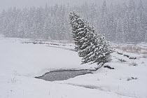 Conifer leaning over Soda Butte Creek during a snowstorm, Yellowstone National Park, Wyoming, USA. January.