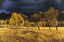 Quaking aspens and grasses turn golden as an autumn storm darkens the sky above Lamar Valley in Yellowstone National Park, Wyoming. [SCAN]