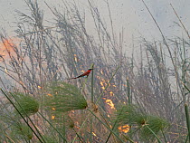Southern carmine bee-eater (Merops nubicoides) perched among Papyrus (Cyperus papyrus) with smoke and flames from grassland fire behind, Okavango Delta, Botswana.