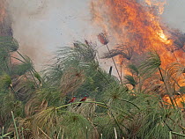 Two Southern carmine bee-eaters (Merops nubicoides) perched among Papyrus (Cyperus papyrus) with flames from grassland fire behind, Okavango Delta, Botswana.