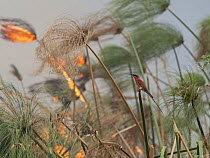 Southern carmine bee-eater (Merops nubicoides) perched on Papyrus (Cyperus papyrus) stem, along edge of grassland fire, Okavango Delta, Botswana.