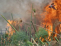Southern carmine bee-eater (Merops nubicoides) in flight, feeding on insects flushed out by smoke and flames from grassland fire, Okavango Delta, Botswana.