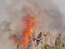 Southern carmine bee-eater (Merops nubicoides) in flight, feeding on insects flushed out by smoke and flames from grassland fire, Okavango Delta, Botswana.