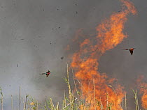 Two Southern carmine bee-eaters (Merops nubicoides) in flight, feeding on insects flushed out by smoke and flames from grassland fire, Okavango Delta, Botswana.
