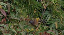 Chestnut-crowned laughingthrush (Trochalopteron erythrocephalum) feeding on berries in tree before climbing down stick and leaving frame, Barsey Rhododendron Sanctuary, Sikkim, India, December.