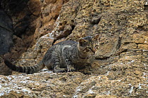 Feral cat (Felis catus) stting on rocks, Punta Vicente Roca, Isabela Island, Galapagos Islands. May.