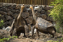 Two Floreana giant tortoises hybrid descendant (Chelonoidis elephantopus) in confrontation, National Park Breeding Center, Santa Cruz Island, Galapagos Islands. Captive.