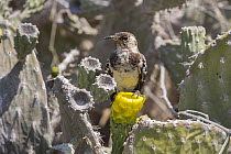 Floreana mockingbird (Mimus trifasciatus) perched on cactus flower, remnant population surviving on two small islets, Champion Islet, near Floreana Island, Galapagos Islands. January. Endangered.