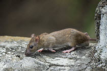 Brown rat / Norway rat (Rattus norvegicus) scurrying over stone wall, Santa Cruz Island, Galapagos Islands.
