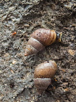 Two Pinzon land snails (Naesiotus pinzonensis) portrait, Pinzon Island, Galapagos Islands.