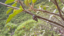 Bulimulid land snail (Naesiotus sp.) hanging from a branch, Floreana Island, Galapagos Islands. June.