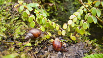 Three Bulimulid land snails (Naesiotus unifasciatus) resting on a rock, Floreana Island, Galapagos Islands. June.