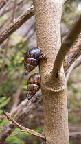 Two Bulimulid land snails (Naesiotus sp.) on tree trunk, Floreana Island, Galapagos Islands. June.