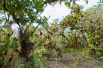 Air plants (Tillandsia insularis), endemic Bromeliad, growing on trees, Cerro Paja dormant volcano, Floreana Island, Galapagos Islands. June.