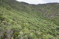 Remnants of endemic Scalesia forest near Cerro Paja dormant volcano, Floreana Island, Galapagos Islands. June, 2009.