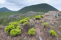 Endemic Lecocarpus (Lecocarpus lecocarpoides) growing on hillside of Cerro Alierri, with Cerro Paja dormant volcano in distance, Floreana Island, Galapagos islands. June. Endangered.