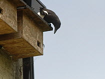Magpie (Pica pica) a potential nest predator, perched on and peering into a nest box where a pair of Common swifts (Apus apus) have just begun nesting, Box, Wiltshire, UK. June.