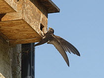 Common swift (Apus apus) young adult landing briefly or "banging" to inspect a prospective nest box, Box, Wiltshire, UK. June.