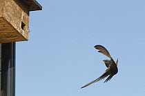 Common swift (Apus apus) air braking as it flies close to a nest box it has just begun nesting in, Box, Wiltshire, UK. June.