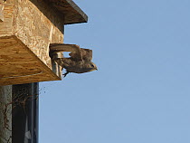 Common swift (Apus apus) leaving nest box it is nesting in, Box, Wiltshire, UK. June.