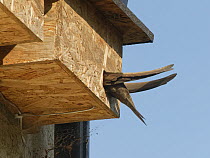 Common swift (Apus apus) entering nest box it is nesting in, Box, Wiltshire, UK. June.