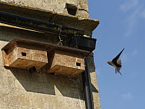 Common swift (Apus apus) young adult, approaching nest box it has just begun nesting in, Box, Wiltshire, UK. June.