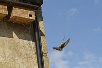 Common swift (Apus apus) leaving nest box, Box, Wiltshire, UK. June.