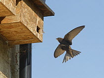 Common swift (Apus apus) landing at nest box, Box, Wiltshire, UK. June.