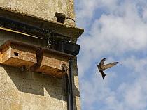 Common swift (Apus apus) young adult, landing briefly or "banging" to inspect a prospective nest box as its mate air brakes as it flies close by, Box, Wiltshire, UK. June.