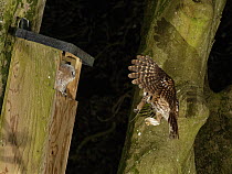 Tawny owl (Strix aluco) flying towards garden nest box at night carrying Wood mouse (Apodemus sylvaticus) prey in beak to feed waiting chick, Wiltshire, UK. June.