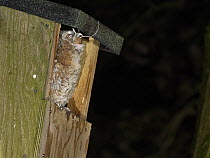 Tawny owl (Strix aluco) chick perched at entrance to garden nest box, swallowing Wood mouse (Apodemus sylvaticus) prey, just delivered by a parent, Wiltshire, UK, June.