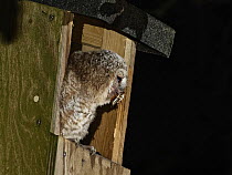 Tawny owl (Strix aluco) chick perched at entrance to garden nest box with Cockchafer (Melolontha melolontha) prey in beak, just delivered by a parent at dusk, Wiltshire, UK. May.