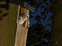 Tawny owl (Strix aluco) chick perched in entrance to garden nest box at dusk holding leg of a sibling in its beak, cannibalised by its mother to feed the single surviving chick, Wiltshire, UK. May.