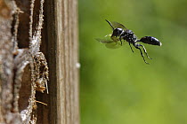 Aphid wasp (Pemphredon sp.) flying towards burrow in an insect hotel carrying a paralysed Rose aphid (Macrosiphum rosae) prey, Wiltshire garden, UK. August.