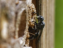 Aphid wasp (Pemphredon sp.) at entrance to nest burrow in an insect hotel carrying a paralysed Rose aphid (Macrosiphum rosae) prey, Wiltshire garden, UK. August.
