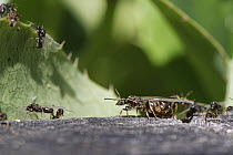 Black garden ants (Lasius niger), wingless workers, winged male alates and a larger female alate or queen gathering on a wooden post on a warm summer day, preparing to fly off after emerging from a ne...