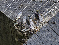 Black garden ants (Lasius niger) wingless workers, winged male alates and larger female alates or queens gathering on wooden sleepers on a warm summer day, preparing to fly off after emerging from a n...