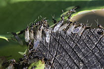 Black garden ants (Lasius niger), winged male alates massing on a wooden post on a warm summer, preparing to fly off after emerging from a nest in a garden flowerbed, Wiltshire, UK. July.