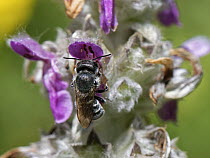 Blue mason bee (Osmia caerulescens) female, nectaring from a Lamb's ear (Stachys byzantina) flower in a garden flowerbed, Wiltshire, UK. July.