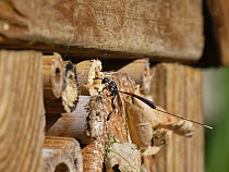 Wild carrot wasp (Gasteruption jaculator) female, a parasite of solitary bees and wasps, visiting an insect hotel in search of host nests, Wiltshire garden, UK. June.